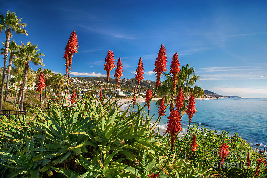Laguna Beach Aloe Bloom Photograph by Mariola Bitner