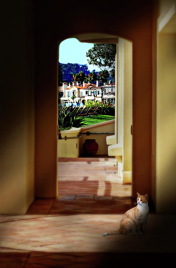 Laguna Beach Cat Photograph by Diana Angstadt