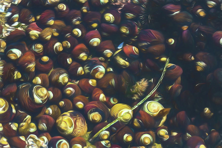 Impressionism Photograph - Laguna Beach Tide Pool Pattern 1 by Scott Campbell