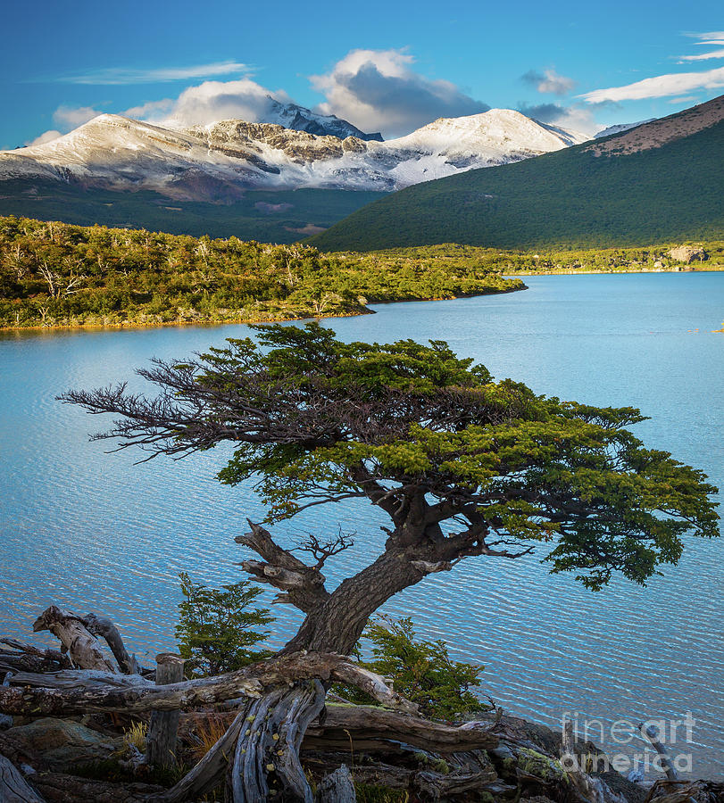 Landscape Photograph - Laguna Capri Tree by Inge Johnsson
