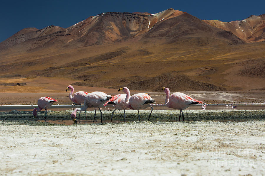 Nature Photograph - Laguna Colorada, Andes, Bolivia by Gabor Pozsgai