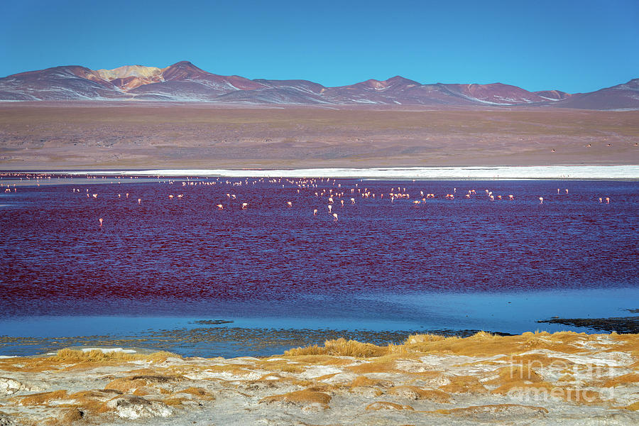 Laguna Colorada, Bolivia Photograph by Delphimages Photo Creations