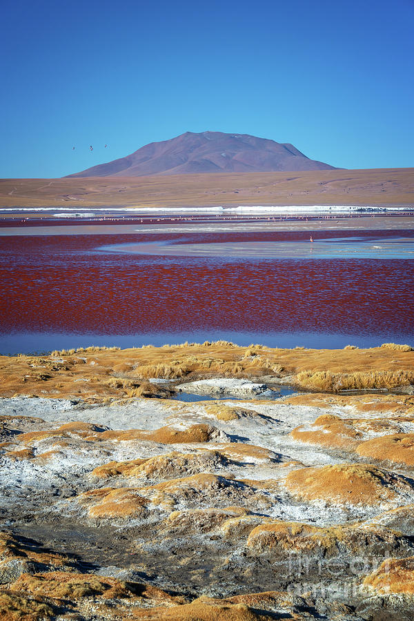 Laguna Colorada, Bolivia, vertical Photograph by Delphimages Photo Creations