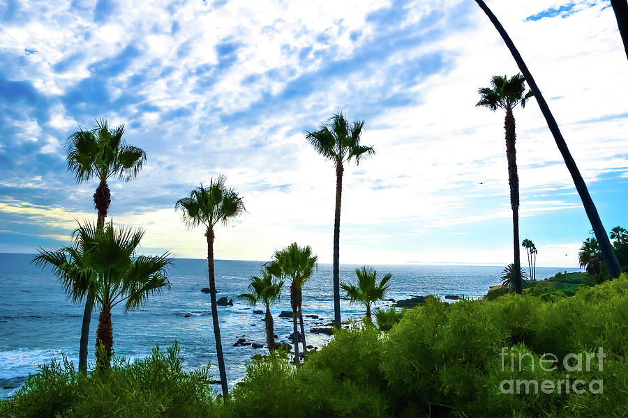 Laguna palm trees Photograph by Jennifer Craft