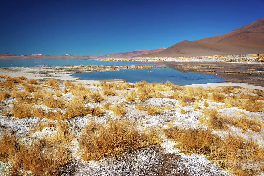 Laguna Polques, Sud Lipez Bolivia  Photograph by Delphimages Photo Creations