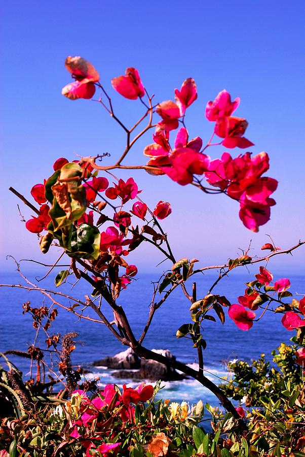 Nature Photograph - Laguna Red Flowers Overlook by Matt Quest