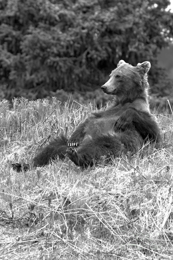 Laid Back Banff Grizzly Photograph by Adam Jewell