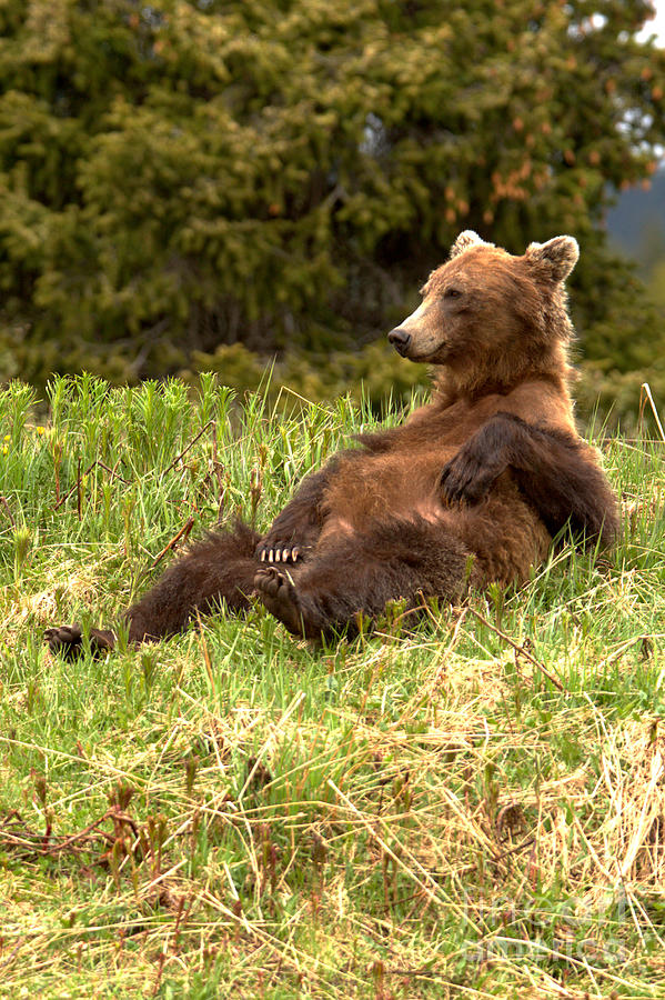 Laid Back Banff Grizzly Bear Photograph by Adam Jewell