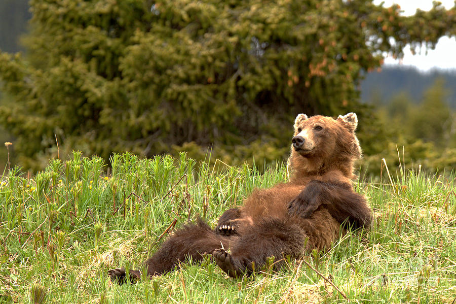 Laid Back Grizzly Bear By Bow Lake Photograph by Adam Jewell