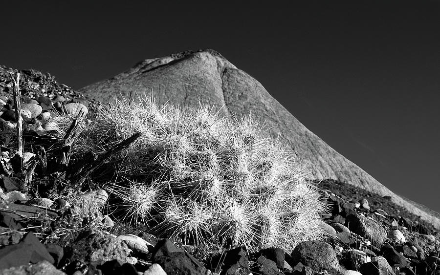 Lajitas Cactus No. 1 Photograph by Al White