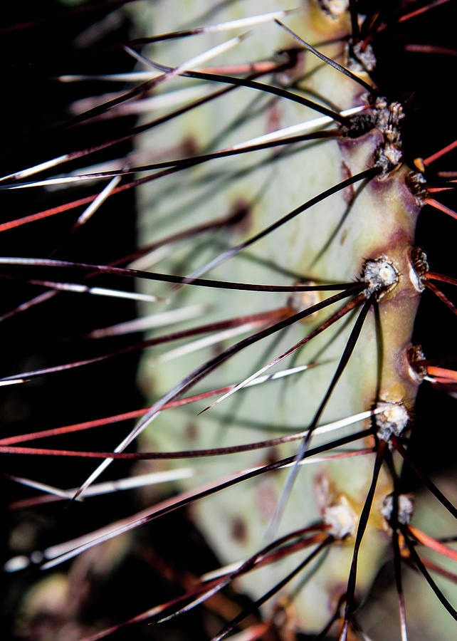 Lajitas Cactus No. 2 Photograph by Al White