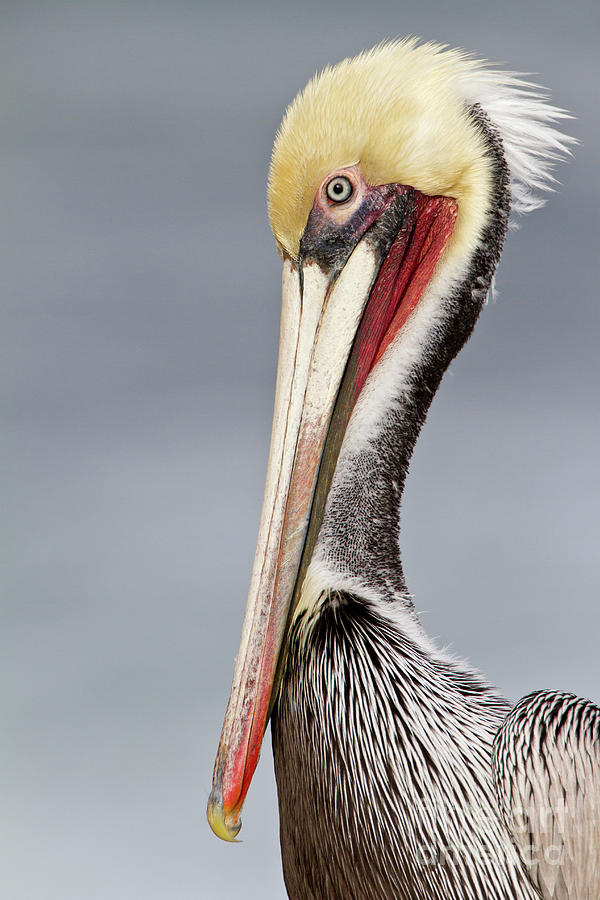 La Jolla Pelican Photograph by Bryan Keil