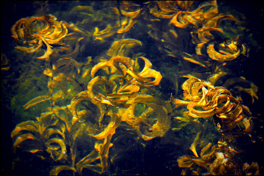 Lake Abstract 2 Photograph by Lori Seaman