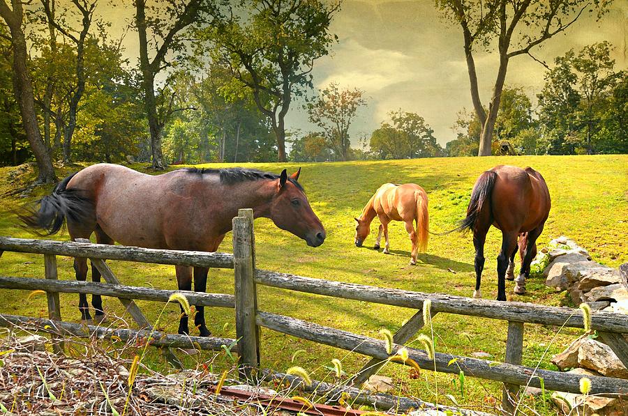 Lake Avenue Horses Photograph by Diana Angstadt