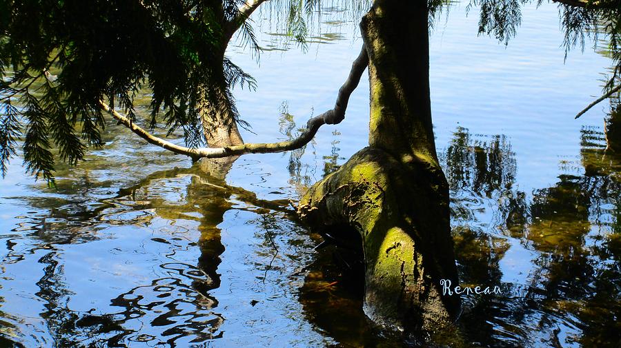 Lake Branches Photograph by A L Sadie Reneau