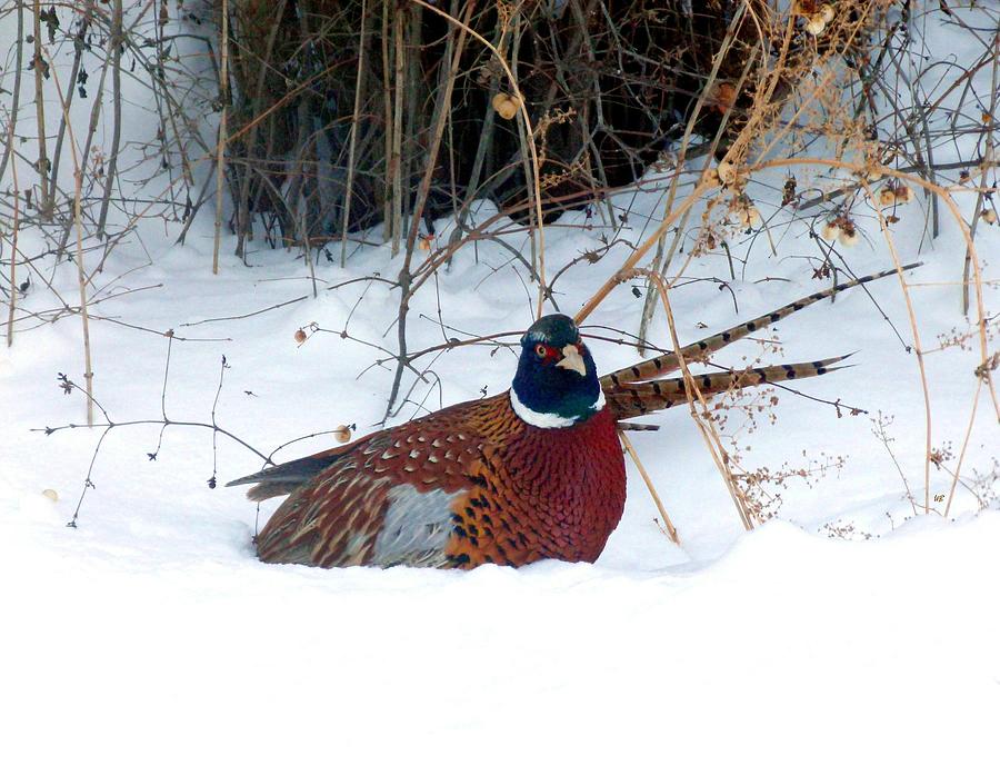 Lake Country Pheasant 2 Photograph by Will Borden