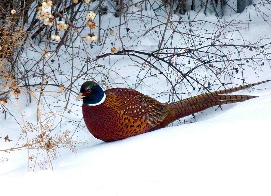 Lake Country Pheasant Photograph by Will Borden