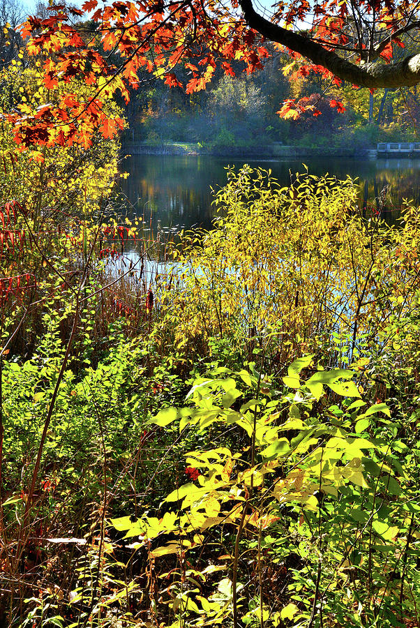 Lake County Fall Colors - Dan Wright Woods Photograph by Ray Mathis