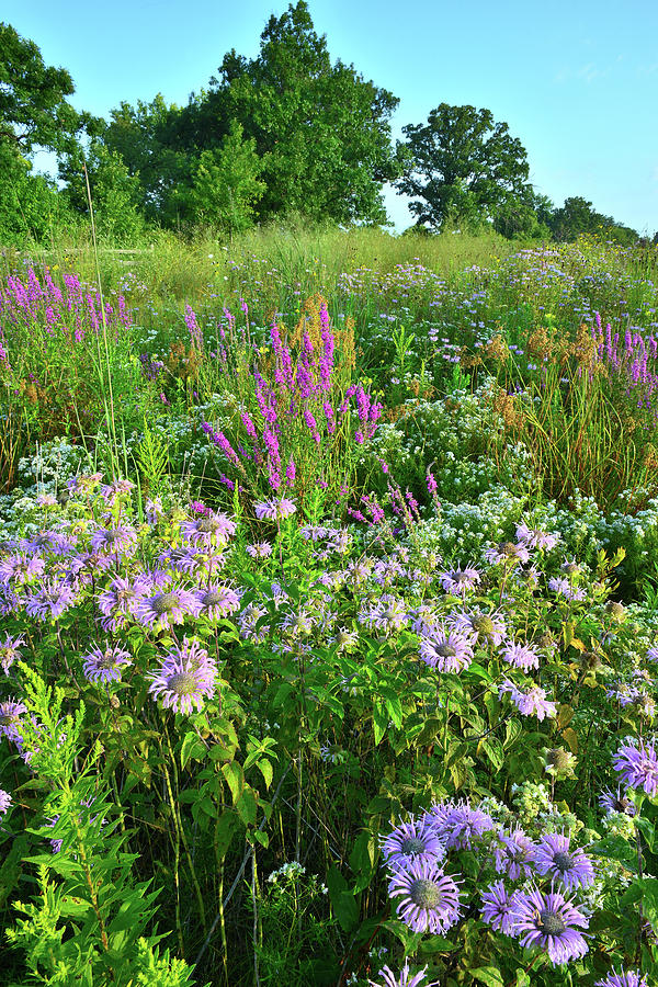 Lake County Wildflowers Photograph by Ray Mathis