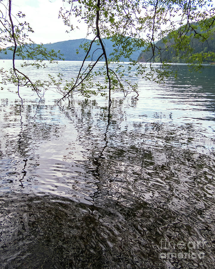 Lake Crescent Ripples Photograph by Cheryl Del Toro