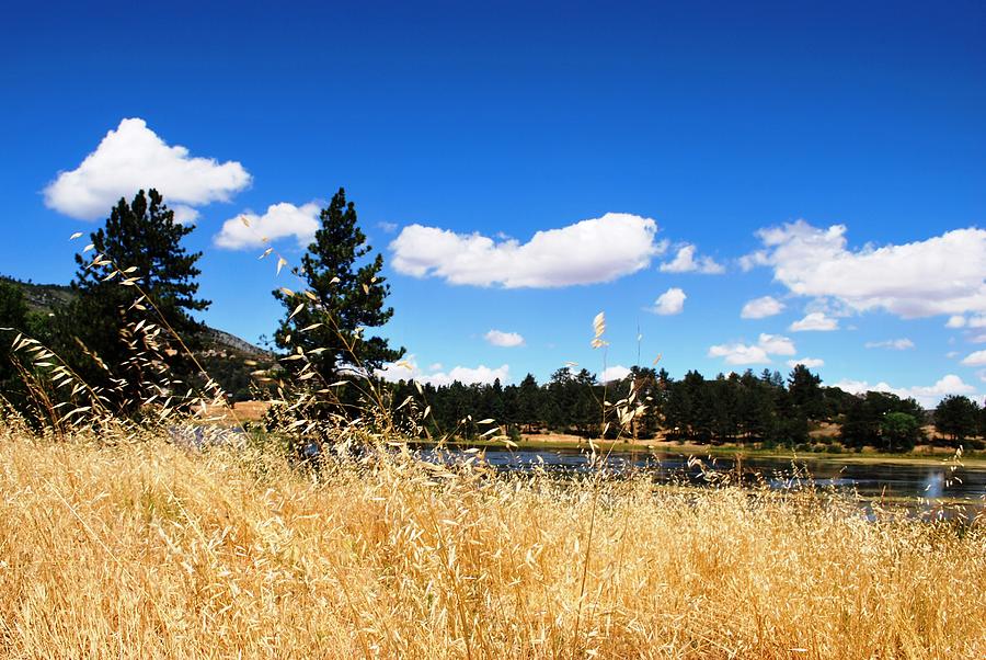 Tree Photograph - Lake Cuyamac Trees and Yellow Grass  by Matt Quest