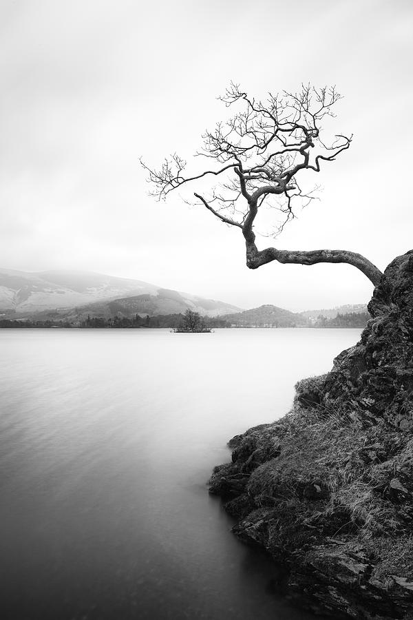 Lake District Tree Photograph by Ian Bramham - Fine Art America