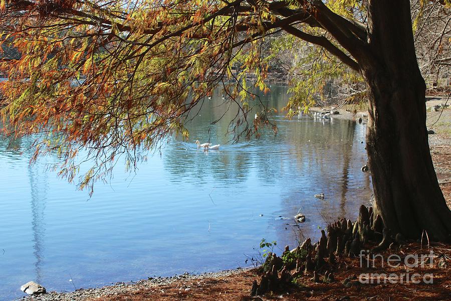 Lake Ella Winter Cypress Photograph by Carol Groenen