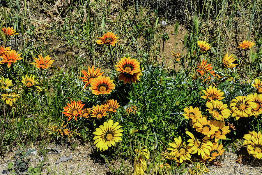 Lake Elsinore Wild Daisys Photograph by Tommy Anderson