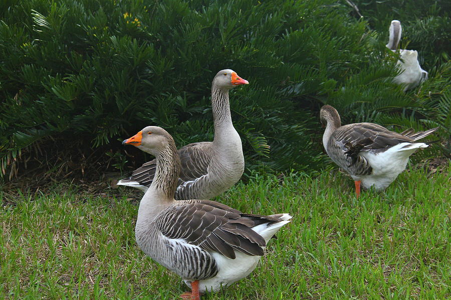 Lake Eola African Brown Geese Photograph by Denise Mazzocco