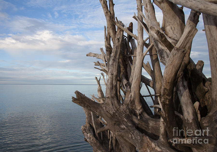 Lake Erie Driftwood Photograph by James Baron
