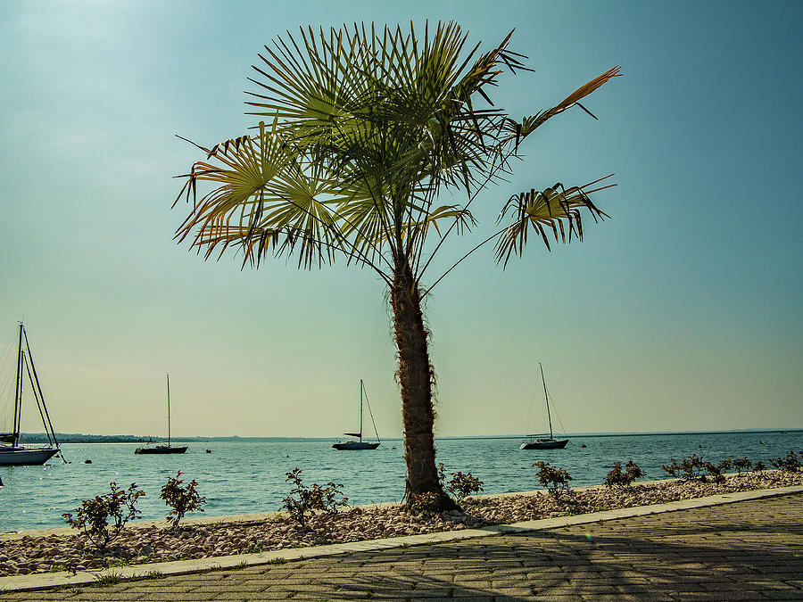 Lake Garda Palm Photograph by Ed James