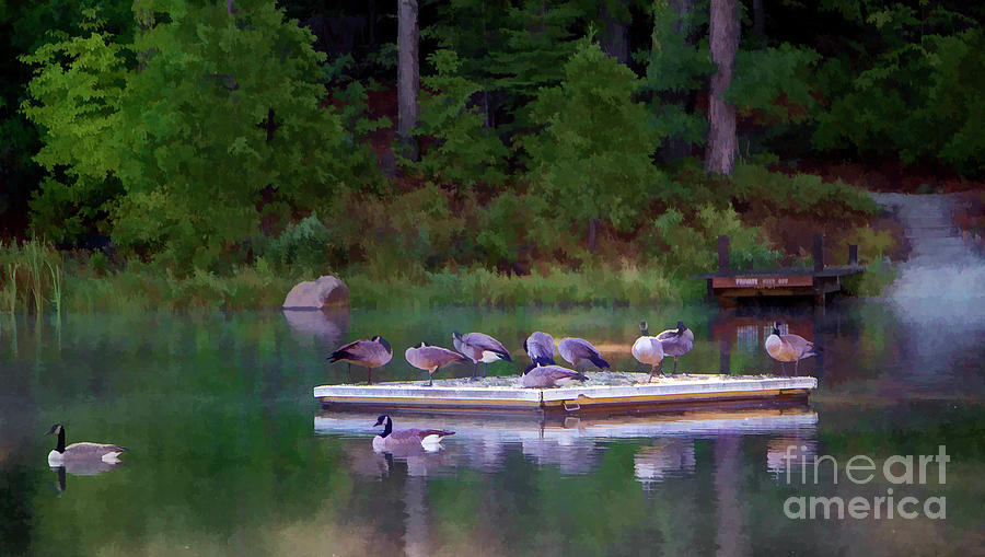 Lake Geese Nature Rest  Photograph by Chuck Kuhn