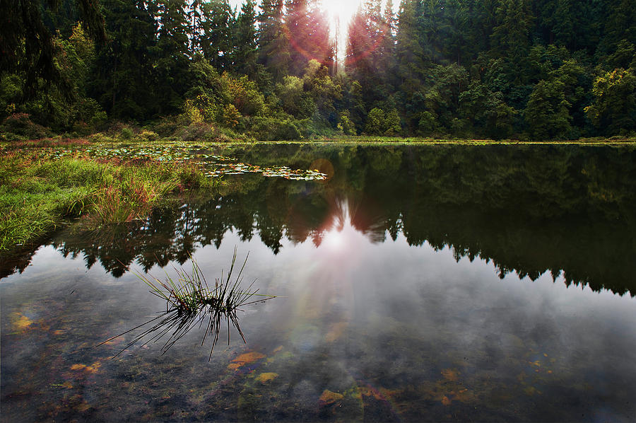 Lake Grass Photograph by John Christopher