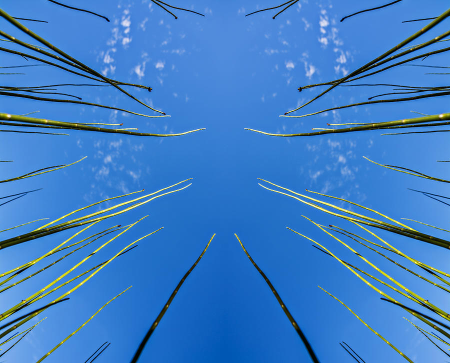 Lake Grass Reflection Digital Art