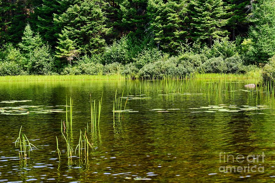 Quebec Photograph - Lake Grass by Scott Diffee
