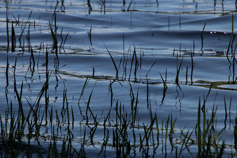Lake Photograph - Lake Grass by Seth Love