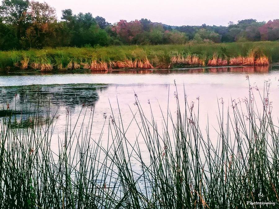 Lake Grass Photograph by TLC Photography - Fine Art America