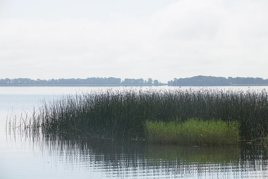 Misty Photograph - Lake Grasses by Dart Humeston