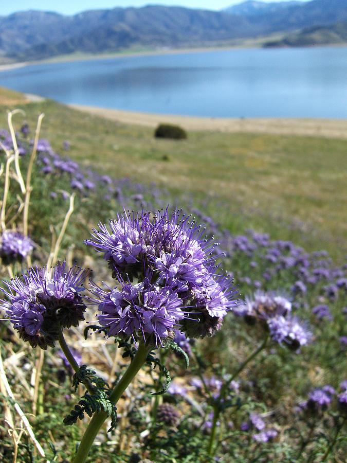 Lake Isabella Spring Photograph by Ashley Olive