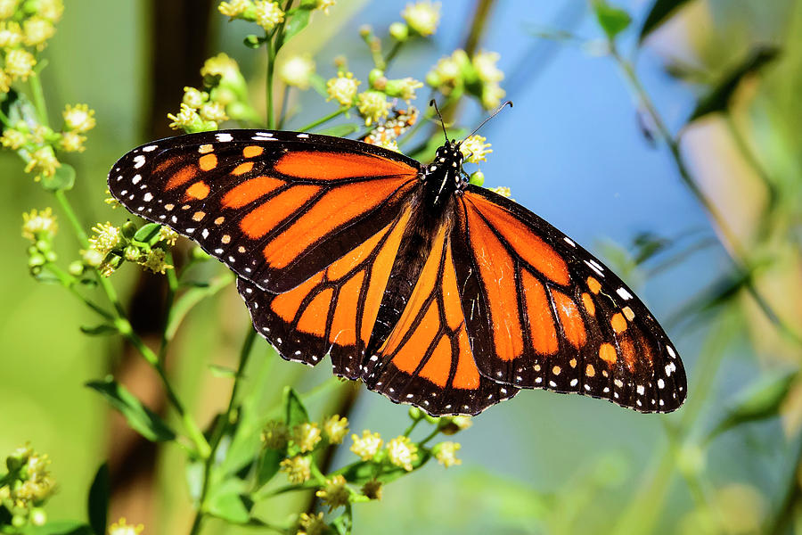 Lake Juliette Monarch Butterfly Photograph by Steve Samples - Fine Art ...