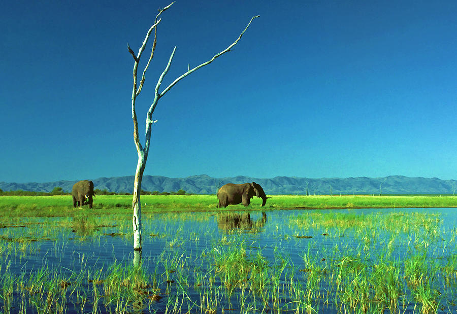 Lake Kariba Elephants Photograph by Dennis Cox