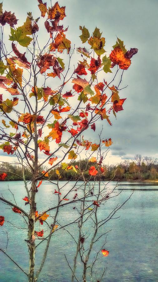 Lake Leaves by David Kuhn Lake Leaves by David Kuhn
