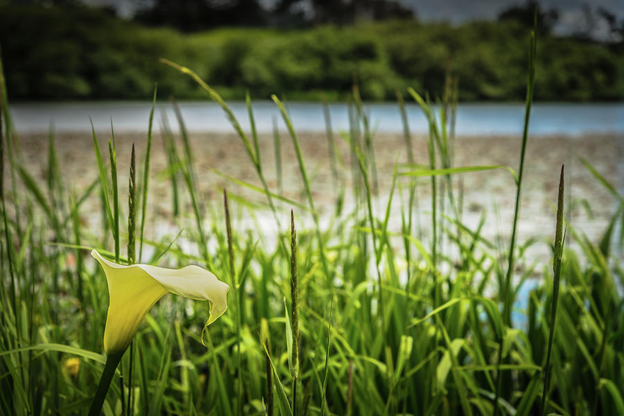 Lake Lily Photograph by Chris McKenna