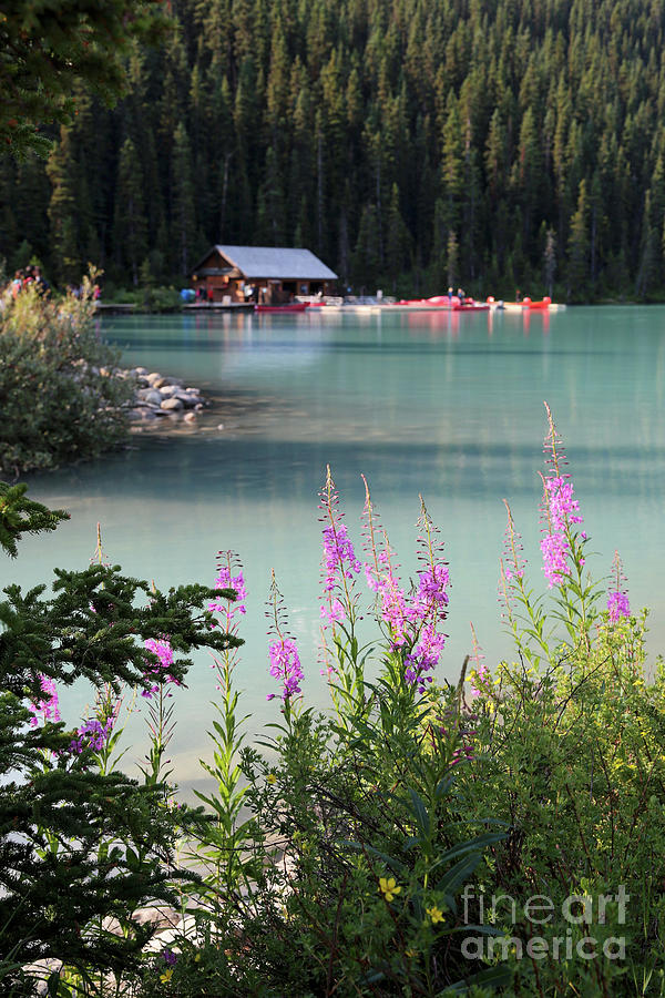 Banff National Park Photograph - Lake Louise Wildflowers and Boathouse by Carol Groenen