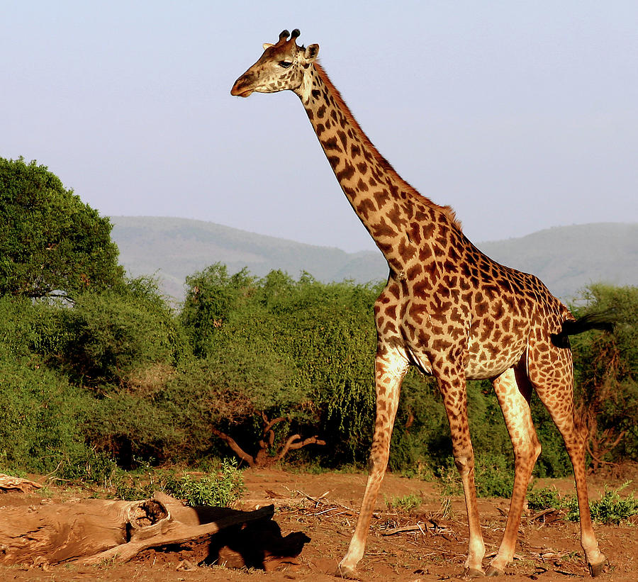 Animal Photograph - Lake Manyara Giraffe by Edmund Hall