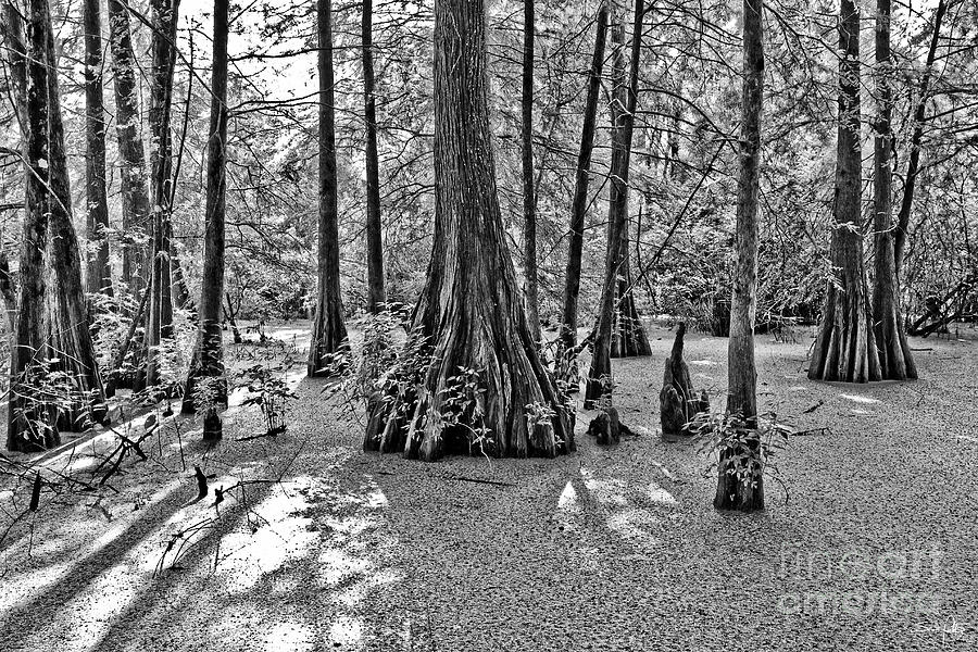 Tree Photograph - Lake Martin by Scott Pellegrin