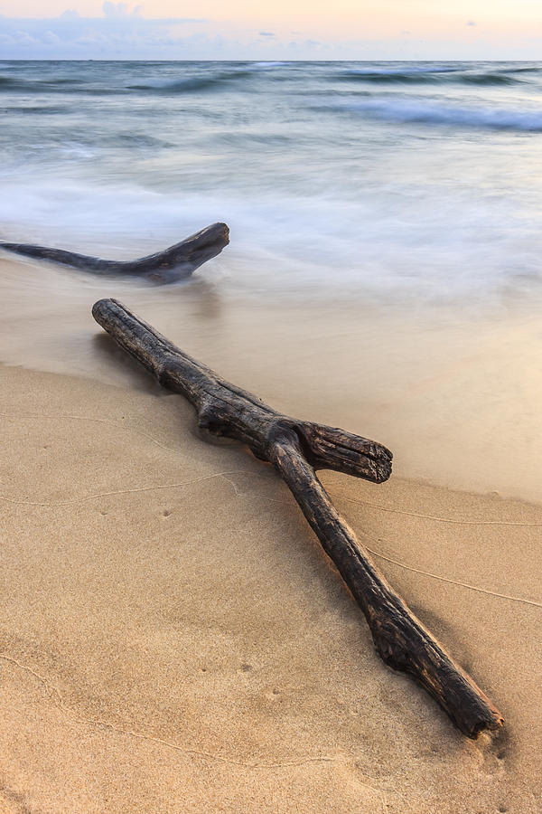 Lake Michigan Beach Driftwood Photograph