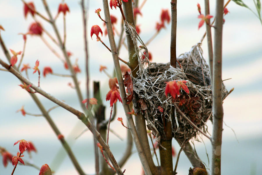 Lake Photograph - Lake Nest by Brian M Davis Photography Lake Photograph - Lake Nest by Brian M Davis Photography