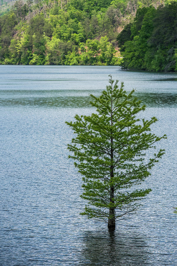 Lake Ocoee Cypress Photograph by Paul Freidlund