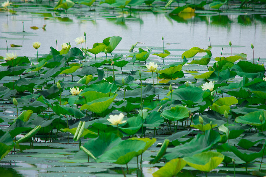 Lake Of Lily Pads Photograph By John Diebolt Pixels